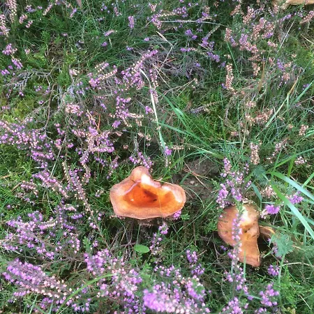 Bed and breakfast Bulbjerguld Bb