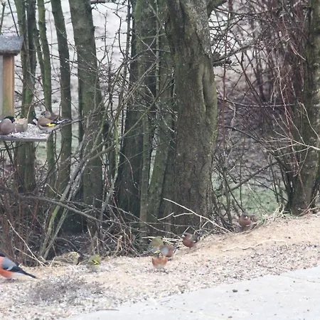 Bulbjerguld Bb Frostrup